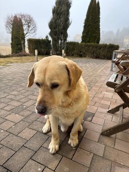 Labrador retriever - 2