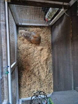 Morské prasiatko+voliéra - 2