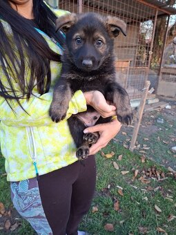 Nemecký ovčiak - 2