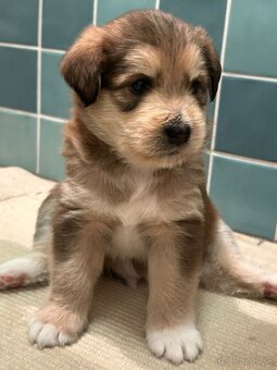 Hladame domov❤️ REZERVOVANE🤗 - 2