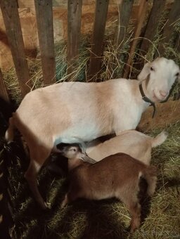 Predám anglo kozy - 2