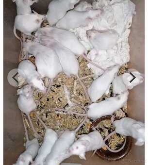 Laboratórne myši - 2