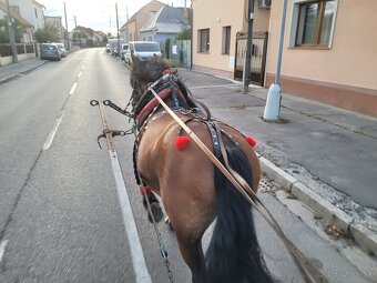 Predám ťažnú kobylu s PAPIERMI - 2