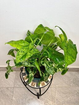 Syngonium podophyllum mottled ‚Mojito‘ - 2