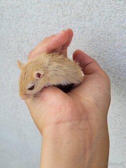 Predám mláďatká pieskomilov - 2