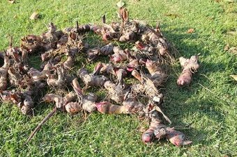 Kana indická - Canna indica - 2