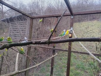 Predám tohtoročné andulky - 2