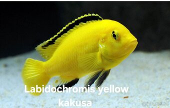 Africke cichlidy malawi - 2