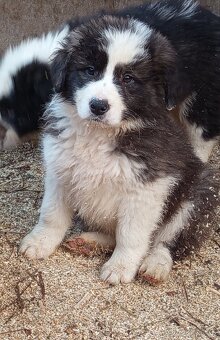 Darujem šteniatka - 2