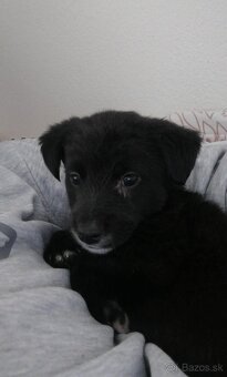 Austrálian Shepherd - 2