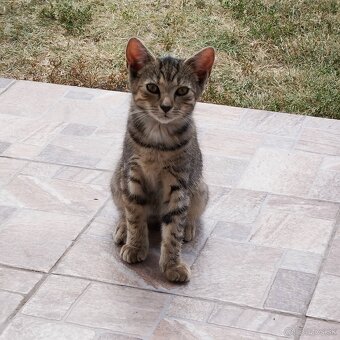 Darujem odrastené mačiatka. - 2