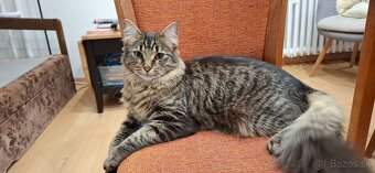 Domáci kocúrik - 2