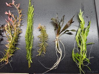 Rastlinky do akva / krevetaria - 2