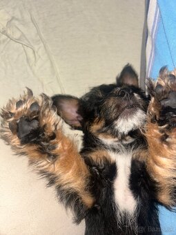 Yorkshirsky teriér - 2