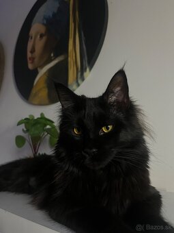 Mačka Maine Coon - 2