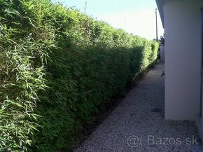 1-4 metrové bambusy na živý plot Predám vždy zelený bambus - - 2