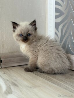 Predám mačiatka ragdoll - 2