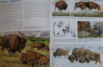 Tajuplný život zvierat - Na prériách - 2