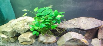 Anubias - 2