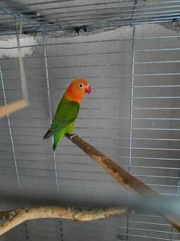 Agapornis - 2