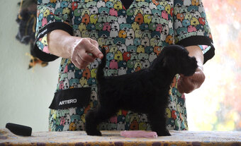 Bradáč malý čierny - šteniatka - 2