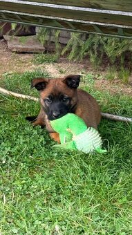 Belgický ovčák Malinois s PP 7.týdnů - 2