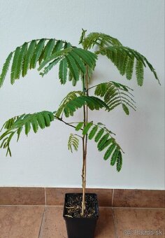 Albizia, perzský hodvábny strom, mimoza - 2