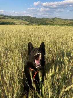 Nemecky ovčiak s PP krytie - 2