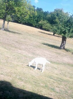 Predám capka a kozičku - 2