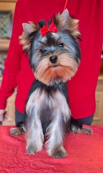Yorkshire terrier s PP - psík - 2