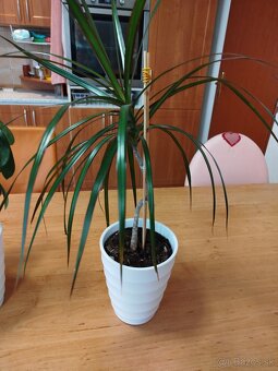 Izbové rastliny - 2