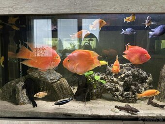 Predám Red Parrot 20cm/40€ - 2