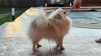 Krásny, láskyplný, čistokrvný pomeranian na krytie - 2
