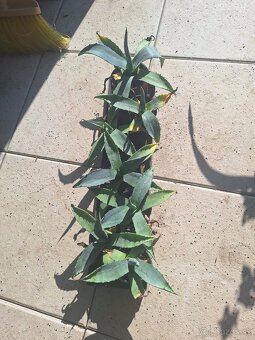 Agave americana - 2