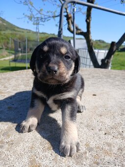 Labrador šteniatka - 2