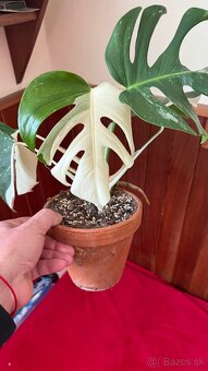 monstera albo variegata - 2
