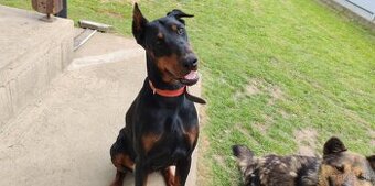 Doberman s PP - 2