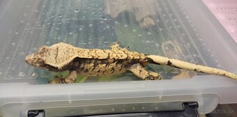 Pagekon riasnaty - Correlophus ciliatus - 2