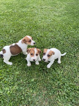 Jack russel terier - 2