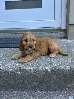 Cockapoo - 2