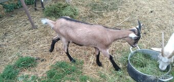 Predám mladú1ročnú kozu a tohtoročné pekné kozički - 2