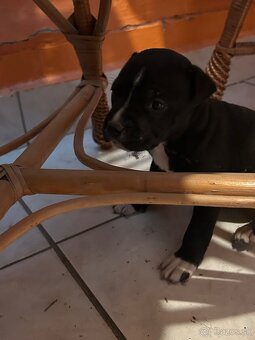 Americký Pittbul - 2