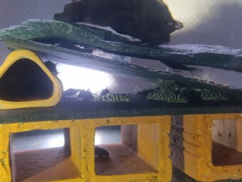 L333- Hypancistrus - King Tiger pleco - 2