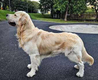 Zlatý retriever s PP - krytie - 2