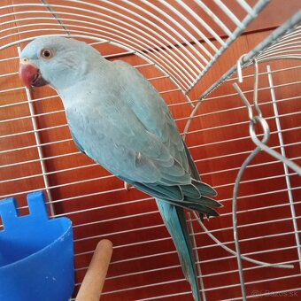 Hľadá sa Alexander malý modrý - 2