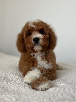 Cavapoo psík - 2