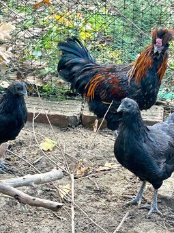 Ayam cemani kohút a dve sliepocky - 2