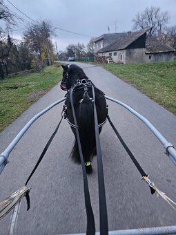 Dochádzka ku koňom - 2