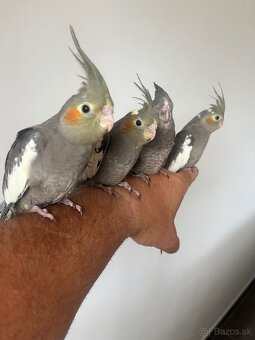 Korely ručne dokrmena Krotká - 2