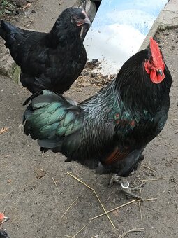 Australopka kohut - 2